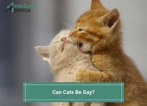 can cats be gay towards humans